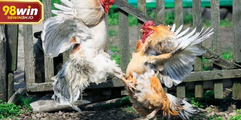 Khác với đá gà đòn thiên về sức bền, cựa dao nhấn mạnh yếu tố kỹ thuật và thời điểm ra đòn.