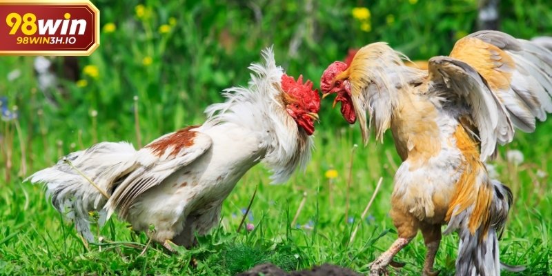 Giữ góc nhìn toàn diện giúp theo dõi chính xác hơn.