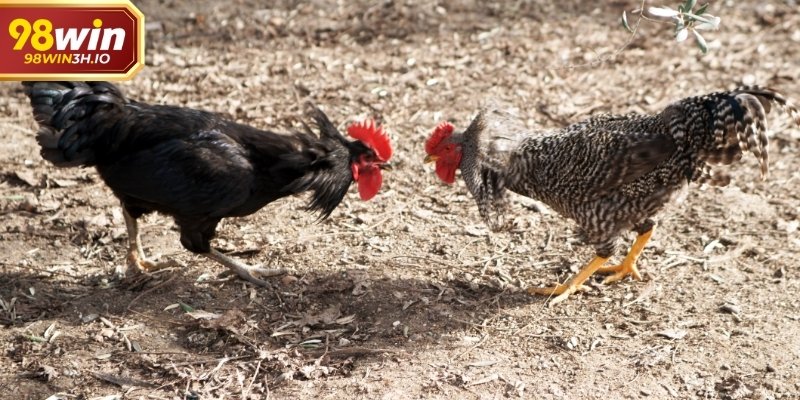 Đá Gà Cựa Dao Và Cách Theo Dõi Trận Đấu Một Cách Khách Quan