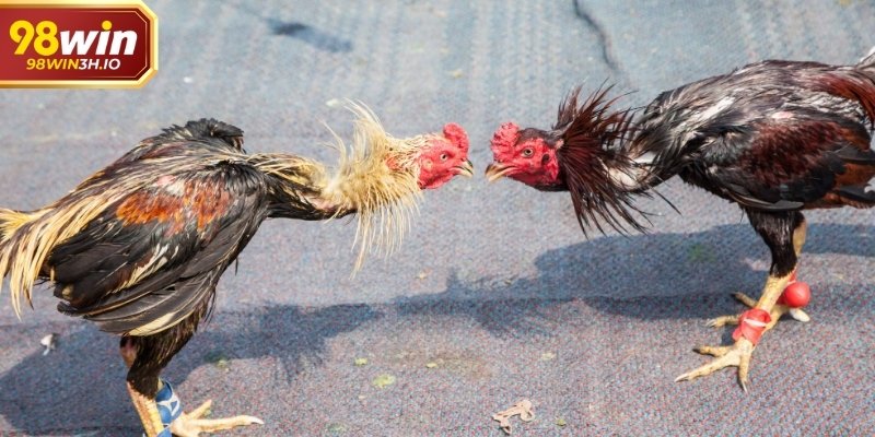 Yếu tố kỹ thuật quyết định lớn đến kết quả trận cựa sắt.