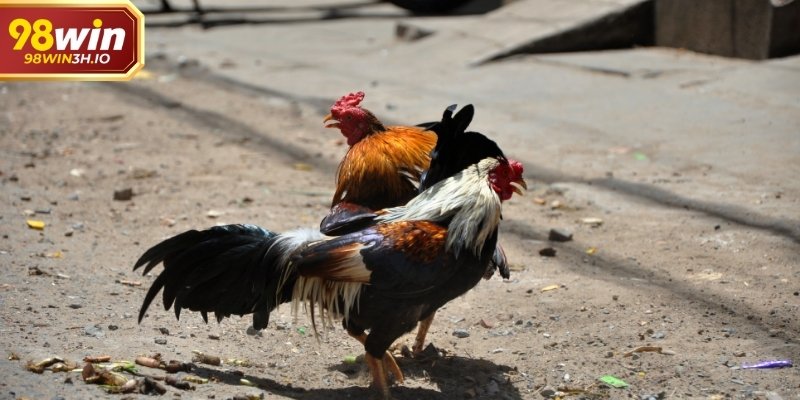 Khác với đá gà đòn thiên về sức bền, đá gà cựa sắt nhấn mạnh yếu tố kỹ thuật và thời điểm ra đòn.