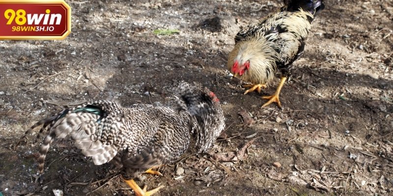 Quan sát liên tục giúp không bỏ lỡ diễn biến chính.