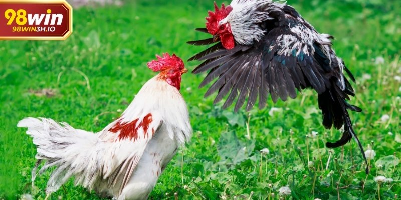 Nhịp trận nhanh là đặc trưng rõ nét của đá gà Thomo.