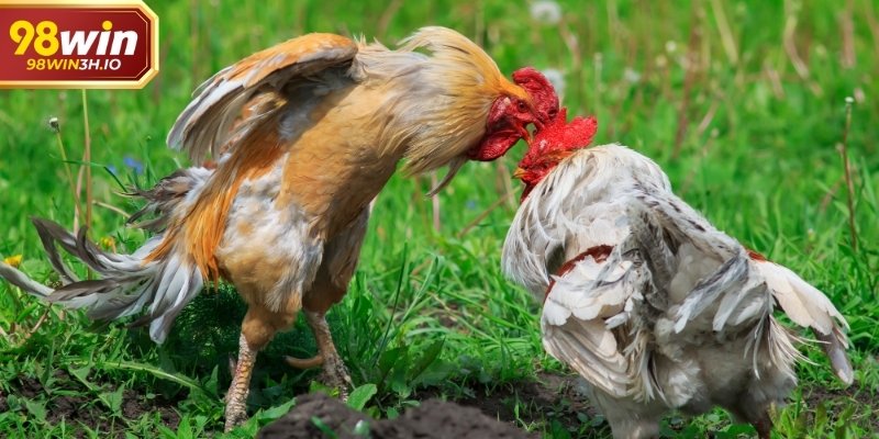 Khác với những hình thức đá gà tự phát, Thomo mang tính trường đấu rõ ràng và có quy tắc nhất quán.