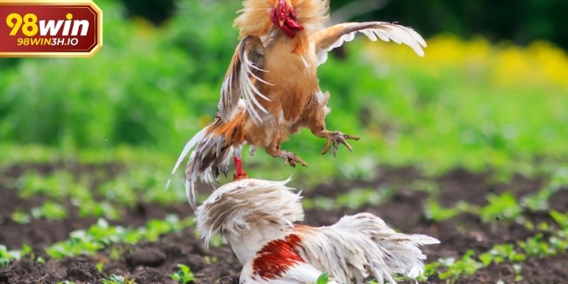 Giữ góc nhìn toàn diện giúp theo dõi chính xác hơn.