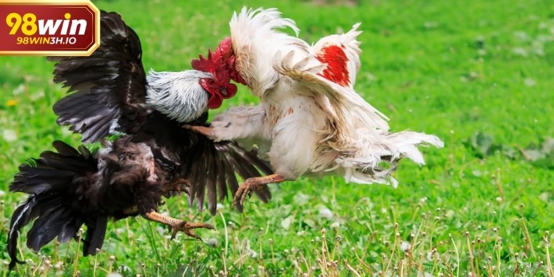 Trực tiếp đá gà không chỉ là xem cho biết kết quả, mà là quá trình theo dõi trọn vẹn diễn biến thi đấu.