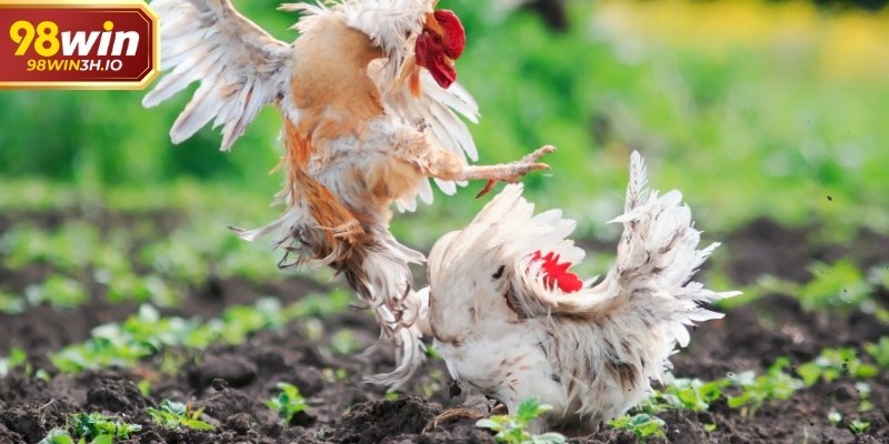 Trực Tiếp Đá Gà Và Cách Theo Dõi Trận Đấu Theo Thời Gian Thực